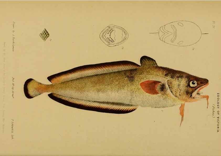 Reproducción/Reproduction 29434223561: Natural history of Victoria.. Melbourne,J.Ferres, government printer;1885-90.