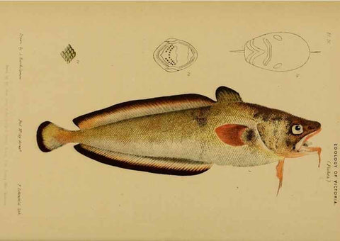 Reproducción/Reproduction 29434223561: Natural history of Victoria.. Melbourne,J.Ferres, government printer;1885-90.