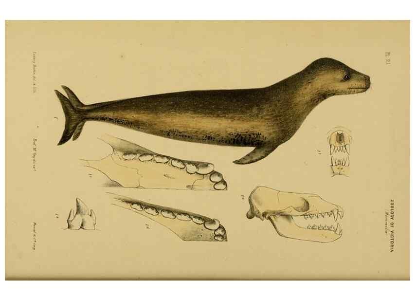Reproducción/Reproduction 29434226561: Natural history of Victoria.. Melbourne,J.Ferres, government printer;1885-90.