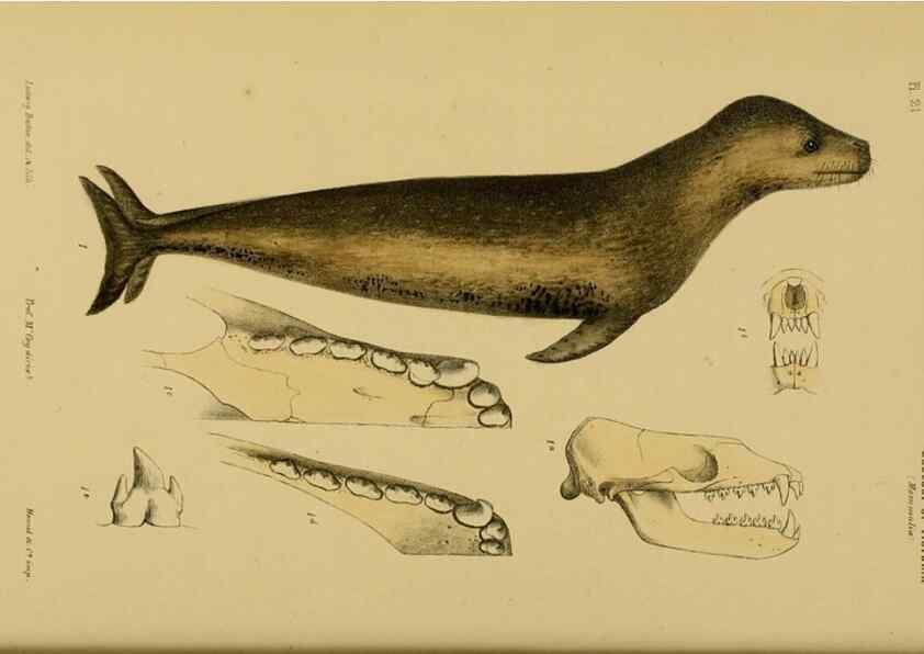 Reproducción/Reproduction 29434226561: Natural history of Victoria.. Melbourne,J.Ferres, government printer;1885-90.