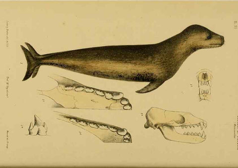 Reproducción/Reproduction 29434226561: Natural history of Victoria.. Melbourne,J.Ferres, government printer;1885-90.