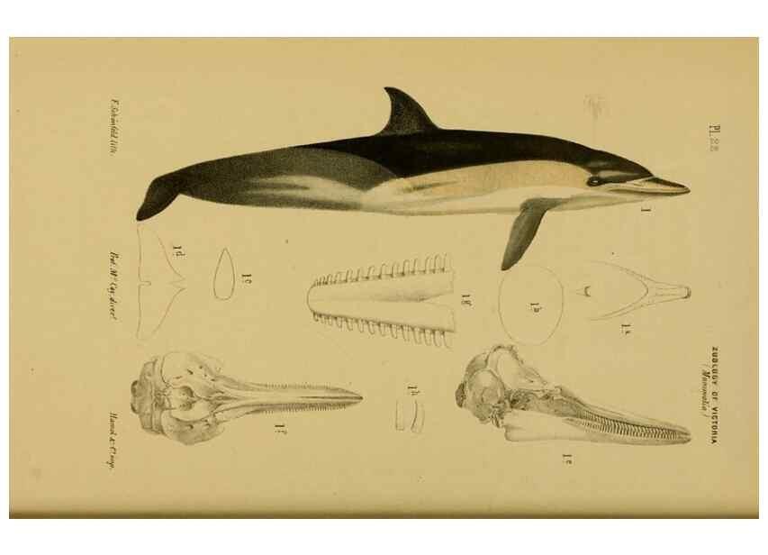 Reproducción/Reproduction 29434231051: Natural history of Victoria.. Melbourne,J.Ferres, government printer;1885-90.