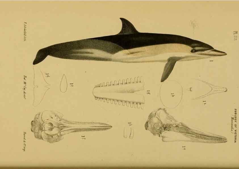 Reproducción/Reproduction 29434231051: Natural history of Victoria.. Melbourne,J.Ferres, government printer;1885-90.