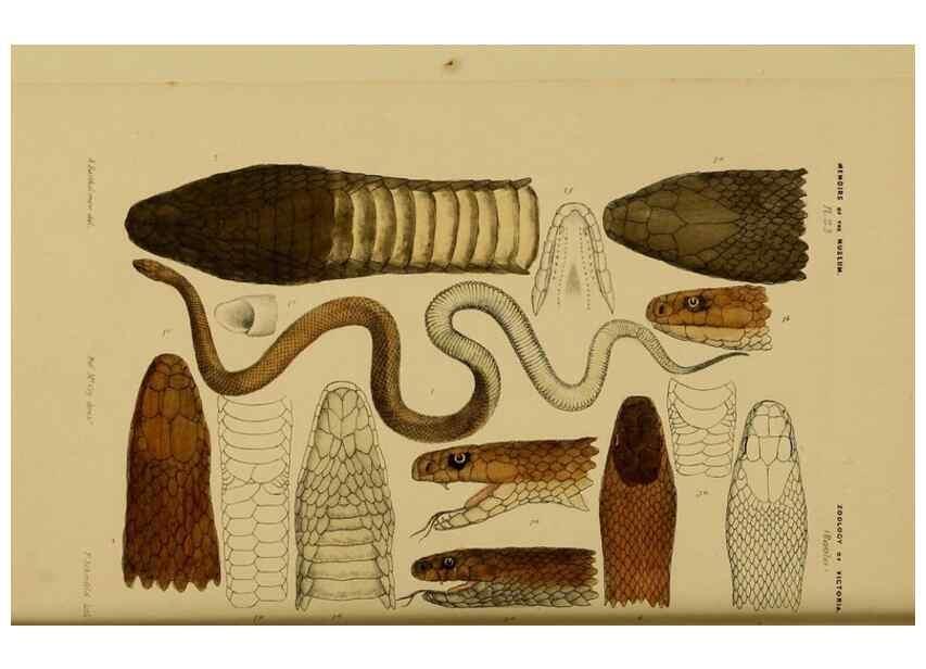 Reproducción/Reproduction 29434234711: Natural history of Victoria.. Melbourne,J.Ferres, government printer;1885-90.