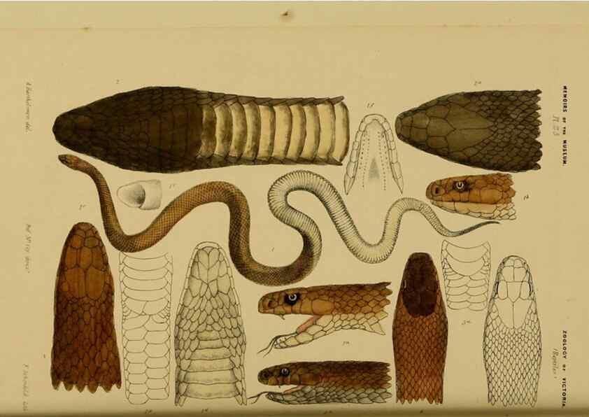 Reproducción/Reproduction 29434234711: Natural history of Victoria.. Melbourne,J.Ferres, government printer;1885-90.