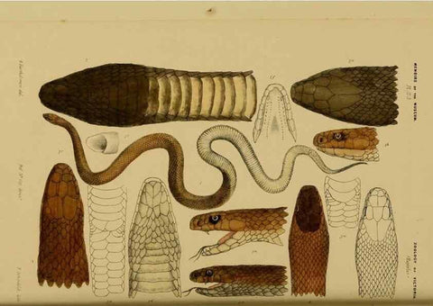 Reproducción/Reproduction 29434234711: Natural history of Victoria.. Melbourne,J.Ferres, government printer;1885-90.