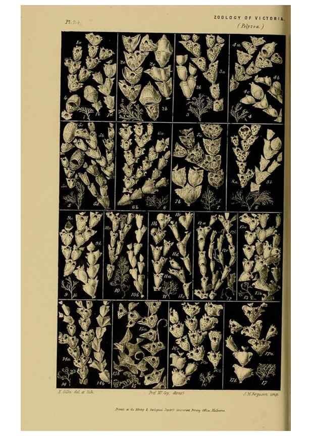 Reproducción/Reproduction 29434239901: Natural history of Victoria.. Melbourne,J.Ferres, government printer;1885-90.