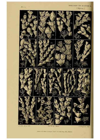Reproducción/Reproduction 29434239901: Natural history of Victoria.. Melbourne,J.Ferres, government printer;1885-90.