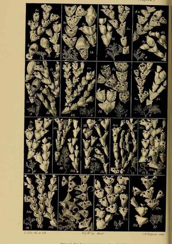 Reproducción/Reproduction 29434239901: Natural history of Victoria.. Melbourne,J.Ferres, government printer;1885-90.