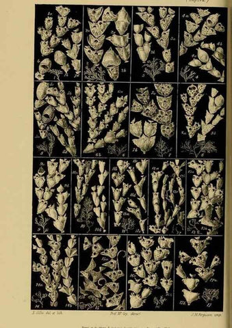 Reproducción/Reproduction 29434239901: Natural history of Victoria.. Melbourne,J.Ferres, government printer;1885-90.