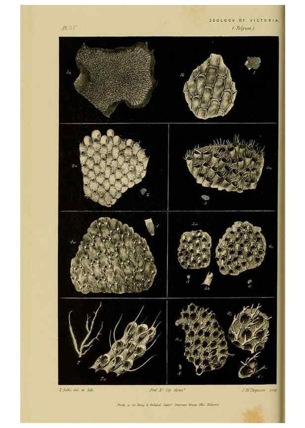 Reproducción/Reproduction 29434243581: Natural history of Victoria.. Melbourne,J.Ferres, government printer;1885-90.