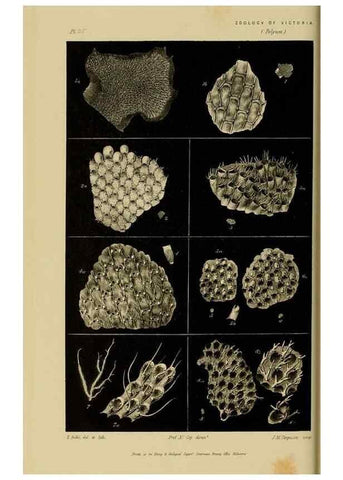 Reproducción/Reproduction 29434243581: Natural history of Victoria.. Melbourne,J.Ferres, government printer;1885-90.