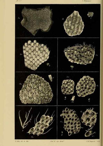 Reproducción/Reproduction 29434243581: Natural history of Victoria.. Melbourne,J.Ferres, government printer;1885-90.