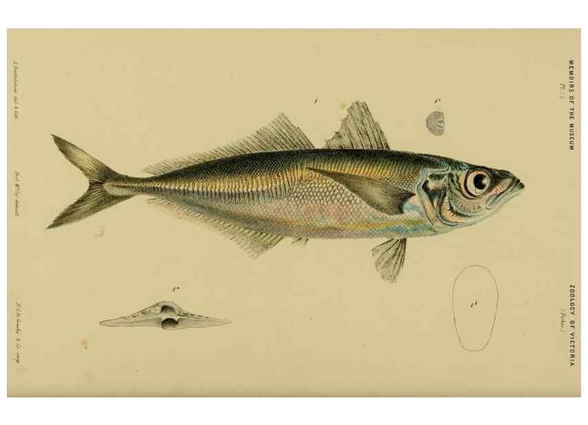 Reproducción/Reproduction 29434217581: Natural history of Victoria.. Melbourne,J.Ferres, government printer;1885-90.