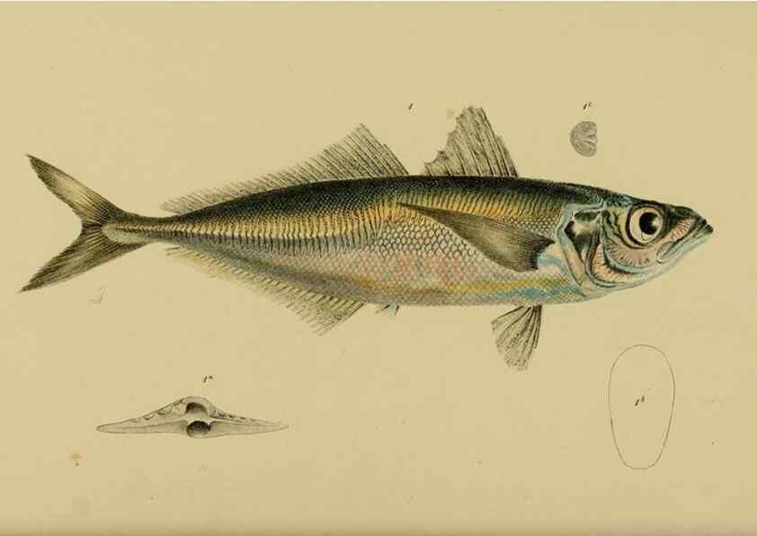Reproducción/Reproduction 29434217581: Natural history of Victoria.. Melbourne,J.Ferres, government printer;1885-90.