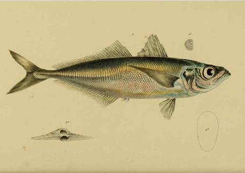 Reproducción/Reproduction 29434217581: Natural history of Victoria.. Melbourne,J.Ferres, government printer;1885-90.