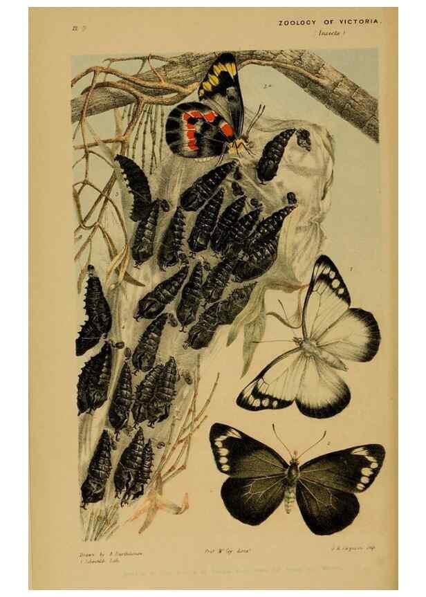 Reproducción/Reproduction 29514356175: Natural history of Victoria.. Melbourne,J.Ferres, government printer;1885-90.