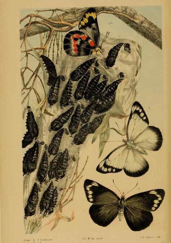 Reproducción/Reproduction 29514356175: Natural history of Victoria.. Melbourne,J.Ferres, government printer;1885-90.