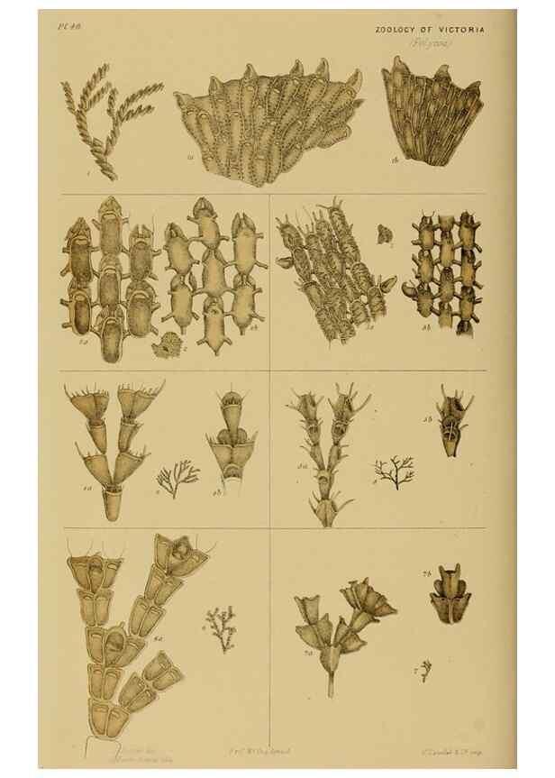 Reproducción/Reproduction 28889645564: Natural history of Victoria.. Melbourne,J.Ferres, government printer;1885-90.