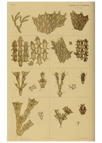 Reproducción/Reproduction 28889645564: Natural history of Victoria.. Melbourne,J.Ferres, government printer;1885-90.