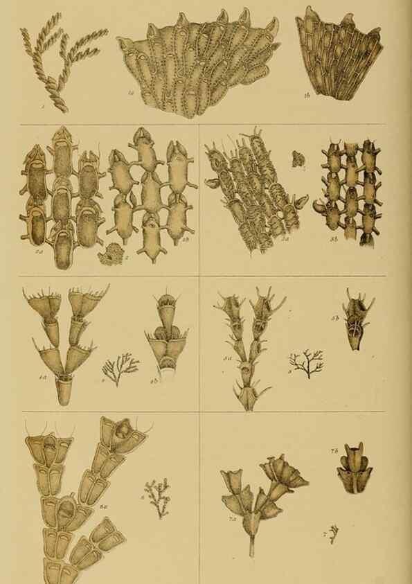 Reproducción/Reproduction 28889645564: Natural history of Victoria.. Melbourne,J.Ferres, government printer;1885-90.