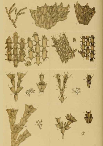 Reproducción/Reproduction 28889645564: Natural history of Victoria.. Melbourne,J.Ferres, government printer;1885-90.