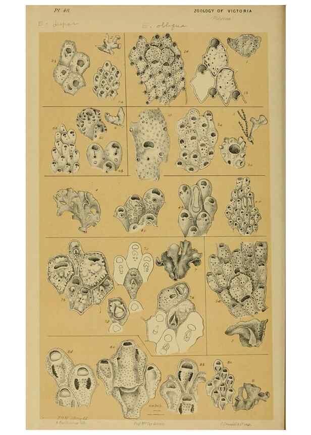 Reproducción/Reproduction 29480223646: Natural history of Victoria.. Melbourne,J.Ferres, government printer;1885-90.