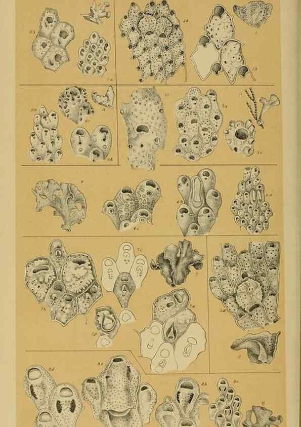 Reproducción/Reproduction 29480223646: Natural history of Victoria.. Melbourne,J.Ferres, government printer;1885-90.