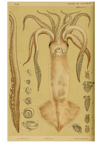 Reproducción/Reproduction 28928082434: Natural history of Victoria.. Melbourne,J.Ferres, government printer;1885-90.