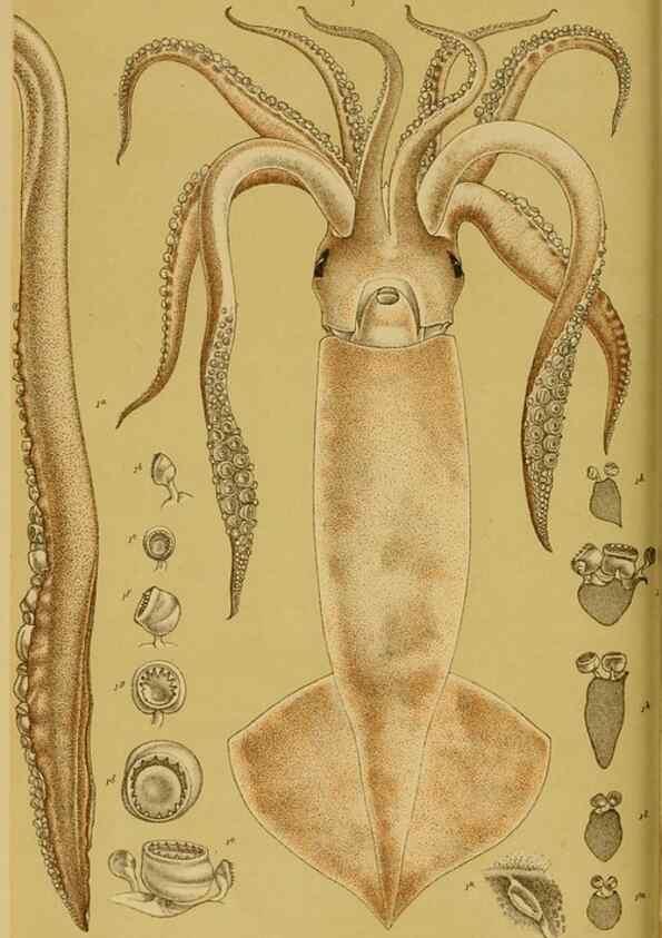 Reproducción/Reproduction 28928082434: Natural history of Victoria.. Melbourne,J.Ferres, government printer;1885-90.