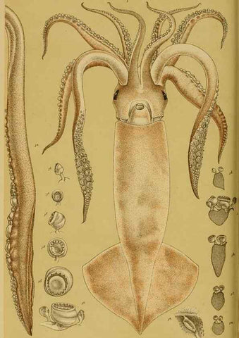 Reproducción/Reproduction 28928082434: Natural history of Victoria.. Melbourne,J.Ferres, government printer;1885-90.