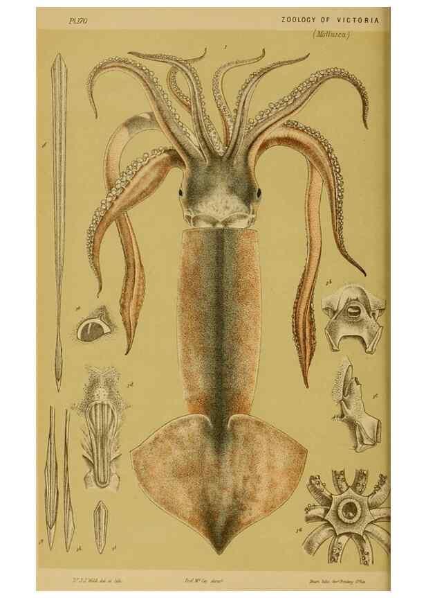 Reproducción/Reproduction 28928085334: Natural history of Victoria.. Melbourne,J.Ferres, government printer;1885-90.