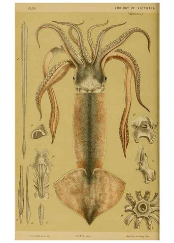 Reproducción/Reproduction 28928085334: Natural history of Victoria.. Melbourne,J.Ferres, government printer;1885-90.