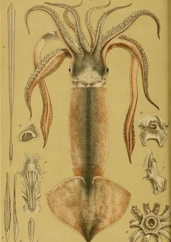 Reproducción/Reproduction 28928085334: Natural history of Victoria.. Melbourne,J.Ferres, government printer;1885-90.