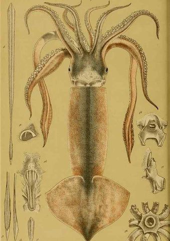 Reproducción/Reproduction 28928085334: Natural history of Victoria.. Melbourne,J.Ferres, government printer;1885-90.