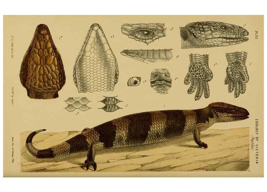 Reproducción/Reproduction 29519376376: Natural history of Victoria.. Melbourne,J.Ferres, government printer;1885-90.