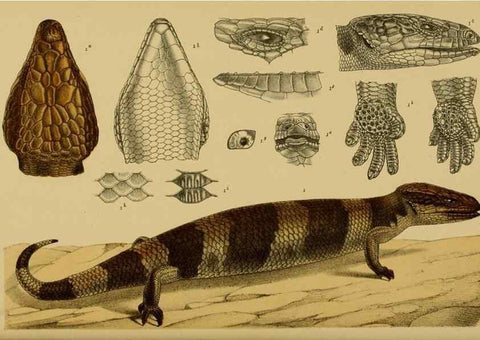 Reproducción/Reproduction 29519376376: Natural history of Victoria.. Melbourne,J.Ferres, government printer;1885-90.