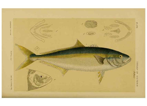 Reproducción/Reproduction 29472884361: Natural history of Victoria.. Melbourne,J.Ferres, government printer;1885-90.