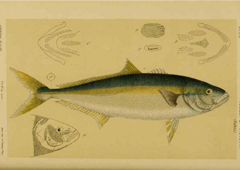 Reproducción/Reproduction 29472884361: Natural history of Victoria.. Melbourne,J.Ferres, government printer;1885-90.