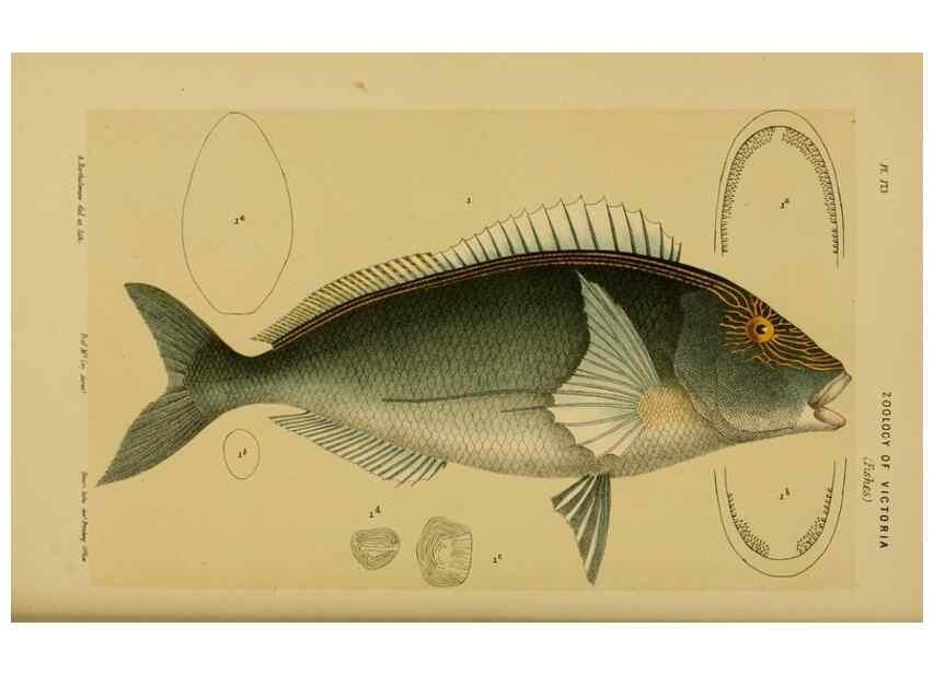 Reproducción/Reproduction 28930436343: Natural history of Victoria.. Melbourne,J.Ferres, government printer;1885-90.