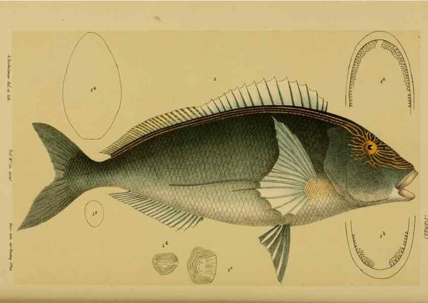 Reproducción/Reproduction 28930436343: Natural history of Victoria.. Melbourne,J.Ferres, government printer;1885-90.