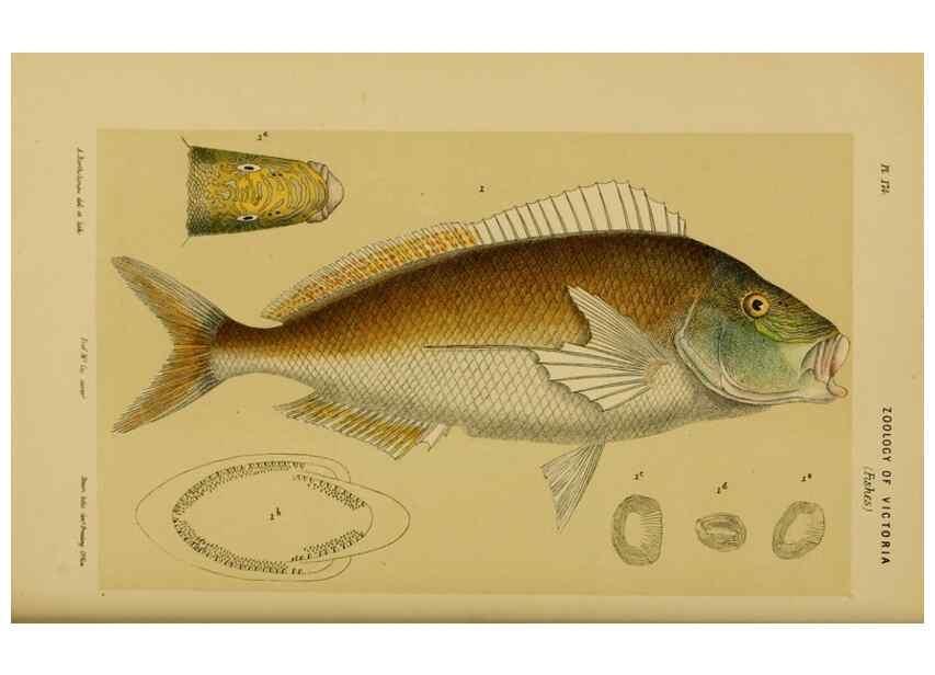 Reproducción/Reproduction 28930438253: Natural history of Victoria.. Melbourne,J.Ferres, government printer;1885-90.