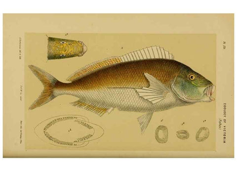 Reproducción/Reproduction 28930438253: Natural history of Victoria.. Melbourne,J.Ferres, government printer;1885-90.