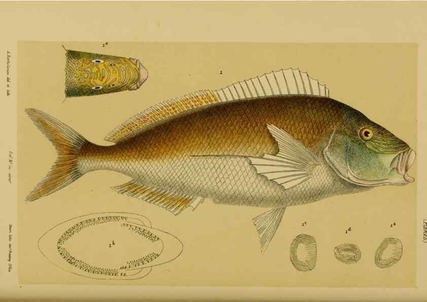 Reproducción/Reproduction 28930438253: Natural history of Victoria.. Melbourne,J.Ferres, government printer;1885-90.
