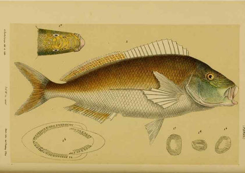Reproducción/Reproduction 28930438253: Natural history of Victoria.. Melbourne,J.Ferres, government printer;1885-90.