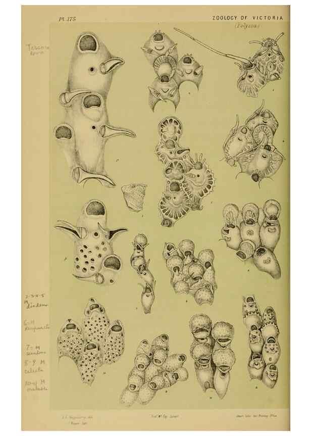 Reproducción/Reproduction 29472889141: Natural history of Victoria.. Melbourne,J.Ferres, government printer;1885-90.