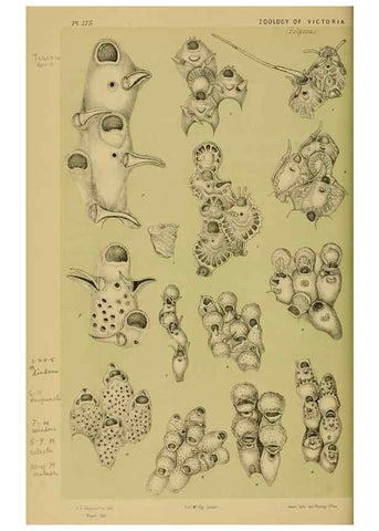 Reproducción/Reproduction 29472889141: Natural history of Victoria.. Melbourne,J.Ferres, government printer;1885-90.