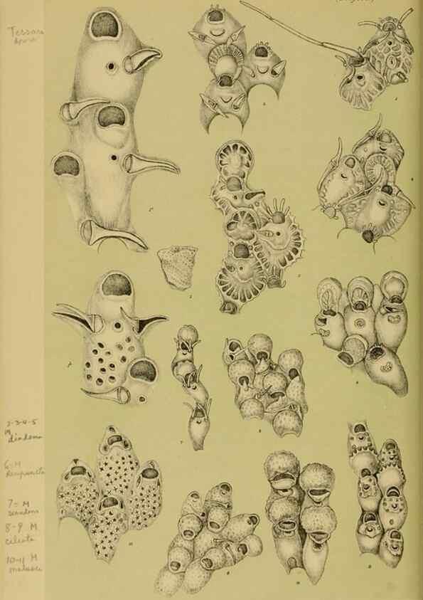 Reproducción/Reproduction 29472889141: Natural history of Victoria.. Melbourne,J.Ferres, government printer;1885-90.