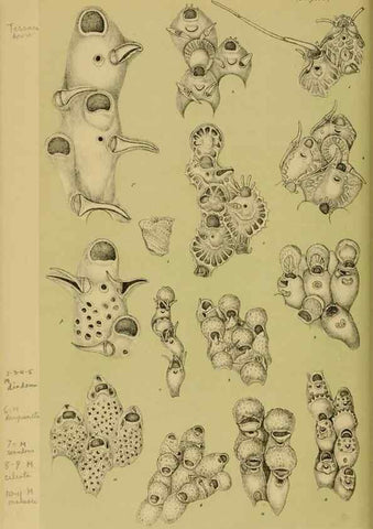 Reproducción/Reproduction 29472889141: Natural history of Victoria.. Melbourne,J.Ferres, government printer;1885-90.