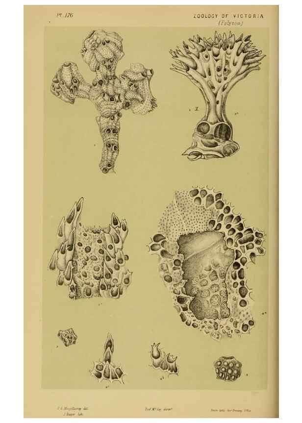 Reproducción/Reproduction 29443907112: Natural history of Victoria.. Melbourne,J.Ferres, government printer;1885-90.